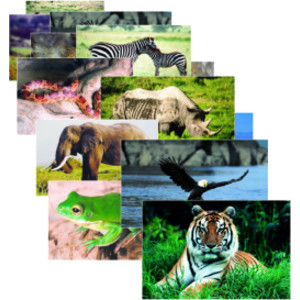 Wild Animals Poster Set, Set of 10
