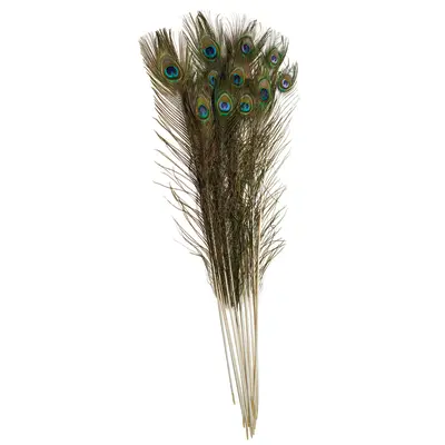Creativity Street  Peacock Feathers, Extra Long,  35" to 40", 12 Pieces
