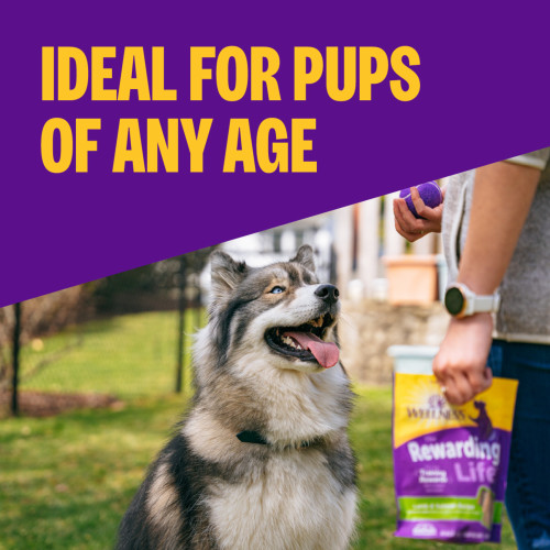 The benefits of Wellness Rewarding Life Lamb & Salmon