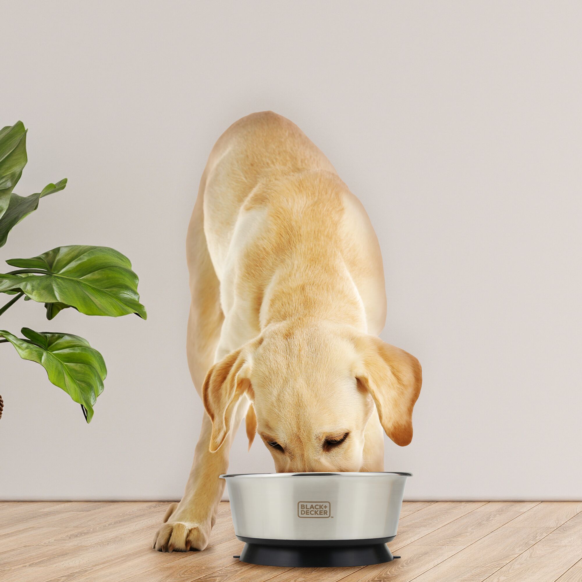 Labrador Retriever eating from silver Black and Decker suction cup dog bowl next to floor plant