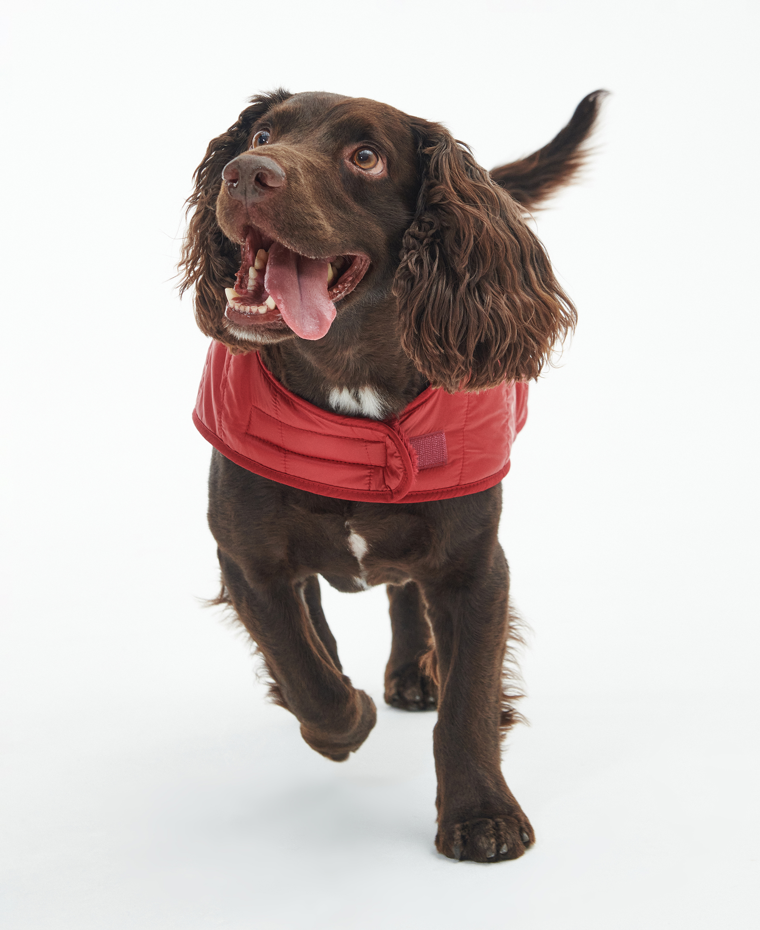 Baffle Quilted Dog Coat image number 1
