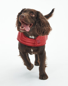 Baffle Quilted Dog Coat 