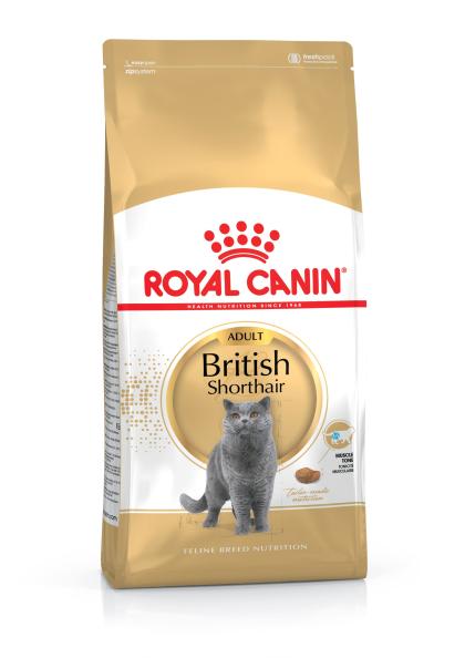 British Shorthair Adult