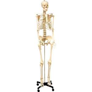 Life Size Human Skeleton Model with Key, Rod Mount