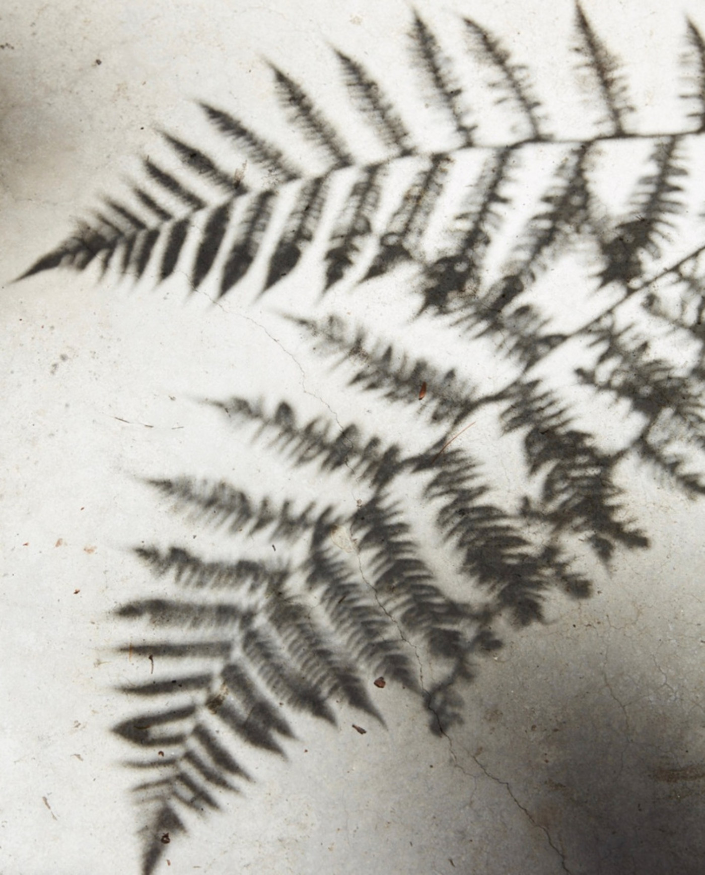 a shadow of a fern leaf on a concrete floor.