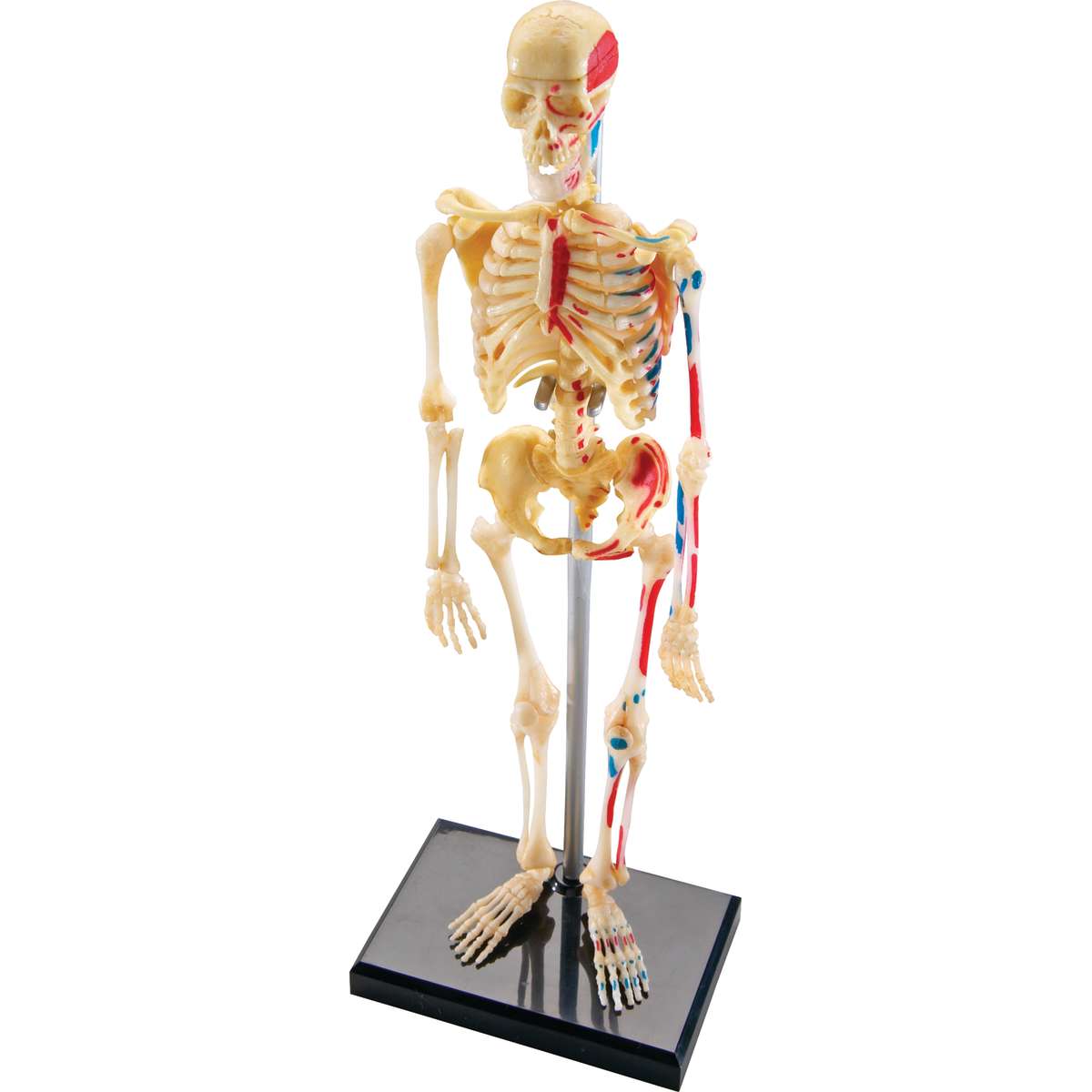 Anatomy Models, Skeleton LER3337