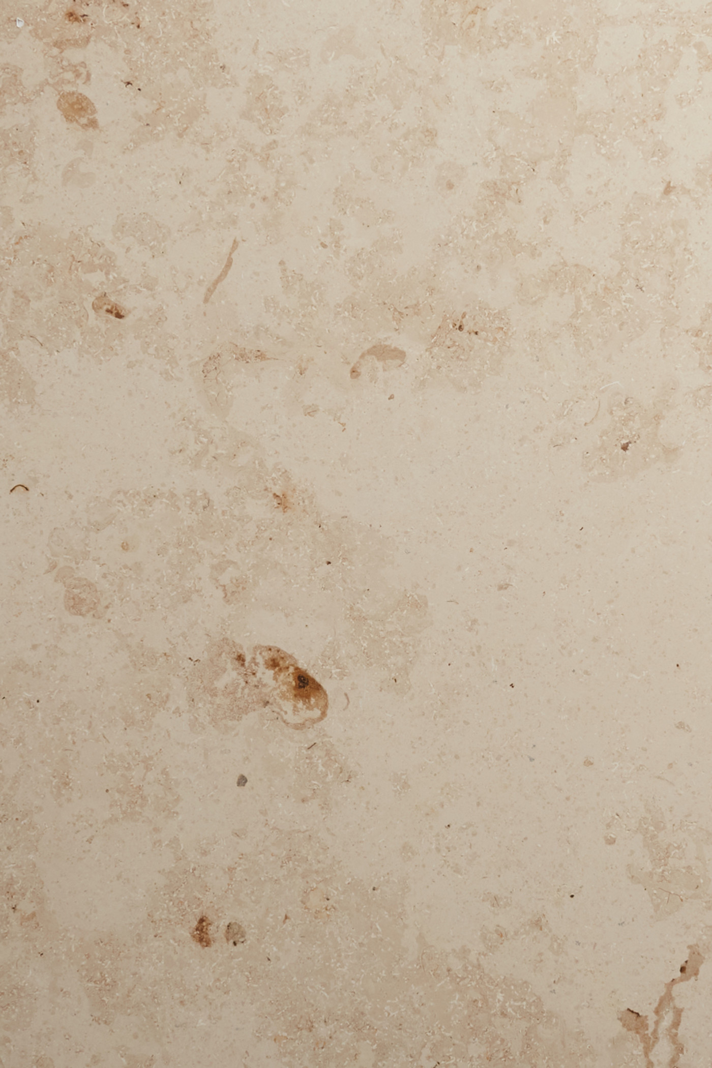 a close up image of a beige limestone surface.