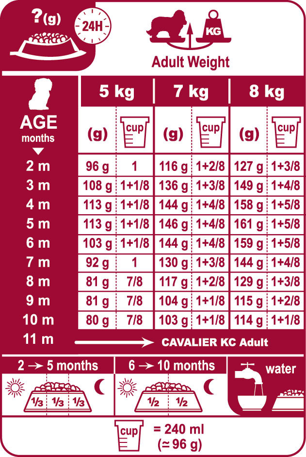 King Charles Spaniel Junior Dog Food ROYAL CANIN®