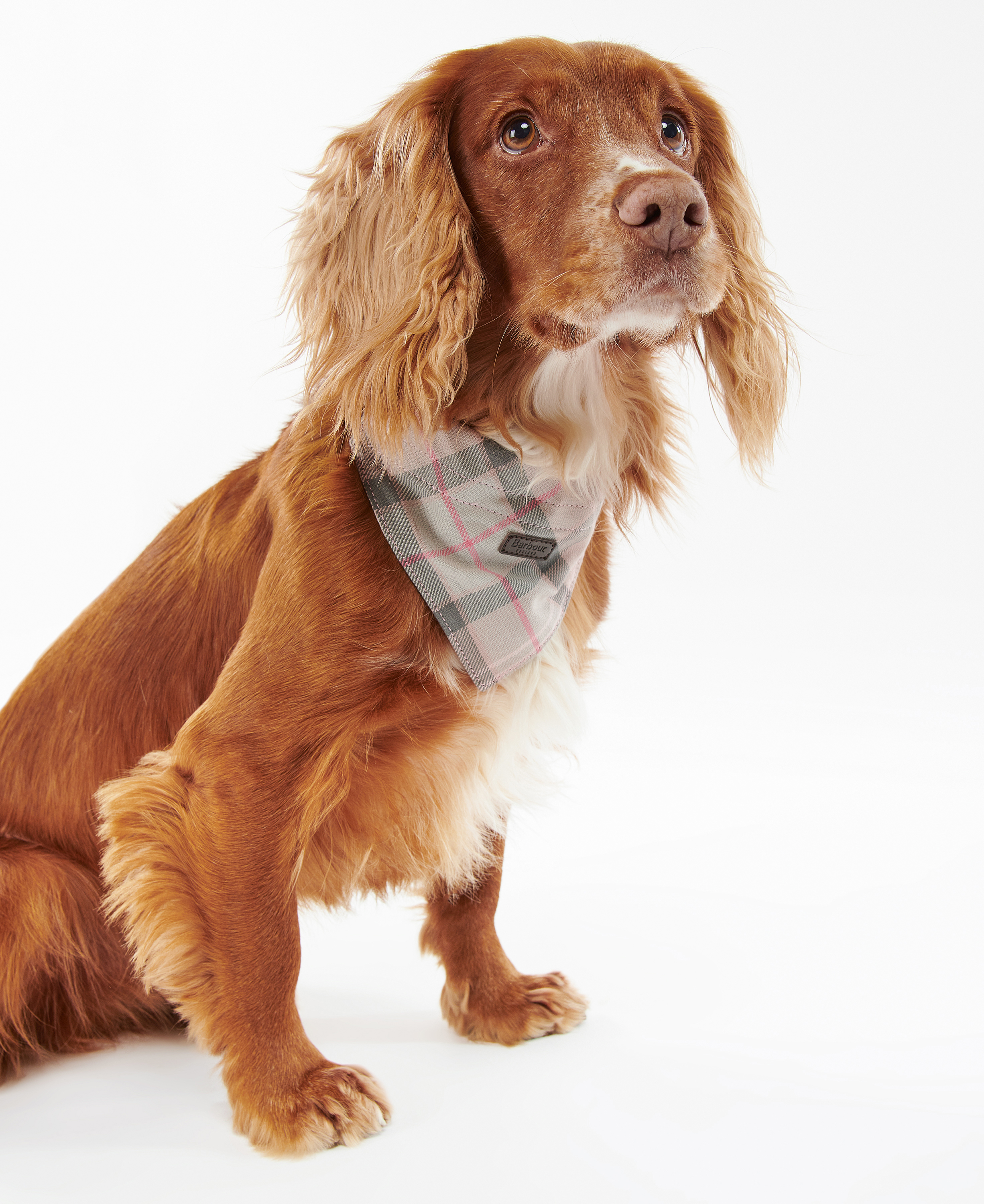 Tartan Bandana image number 1