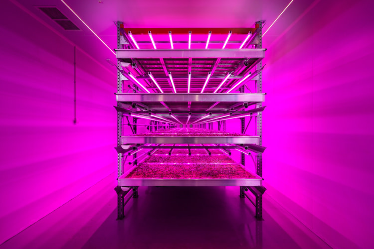 Industrial Lighting for Vertical Farming, Indoor LED grow lights