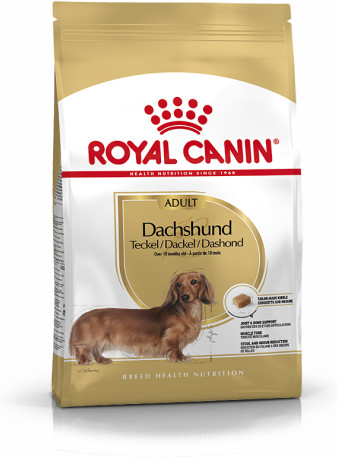 Dachshund Adult