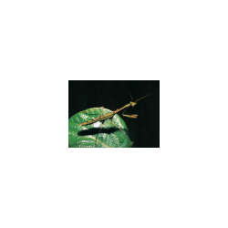 s--jGT3yPDf--/xb5dmq5djwvrajil3gqf.jpg