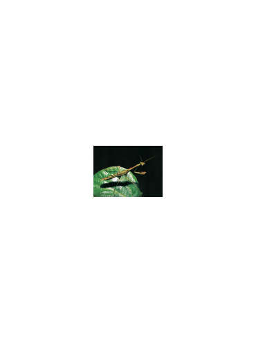 s--jGT3yPDf--/xb5dmq5djwvrajil3gqf.jpg