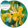 Hillyard, Eco Bowl Clip Deodorizer, Honeysuckle