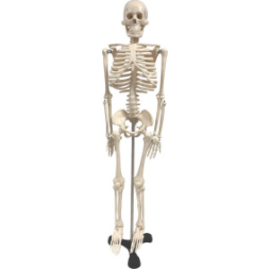 Human Skeleton Model with Key, 34"