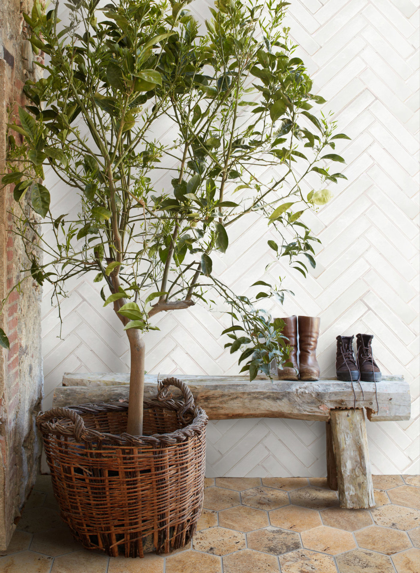 a tree in a basket next to a bench in front of a white tiled wall.