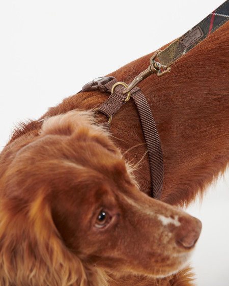Travel And Exercise Harness