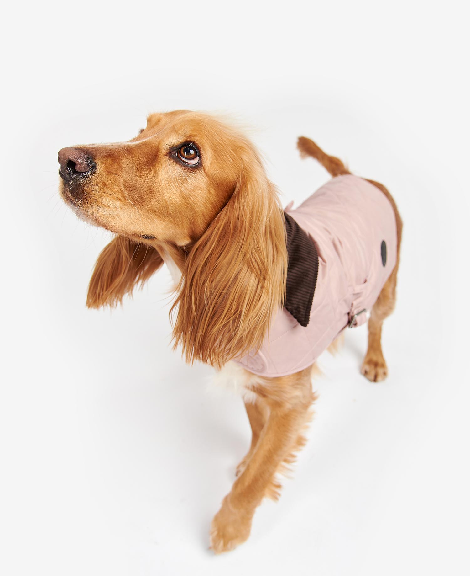 Quilted Dog Coat image number 0