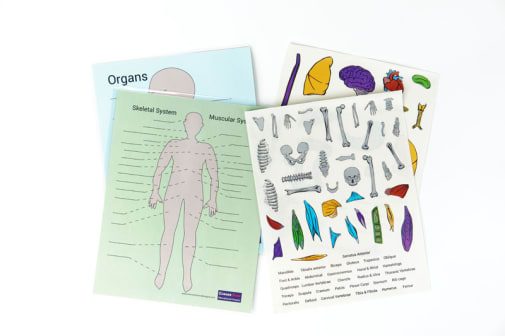 Anatomy Cling Sticker Set (single)