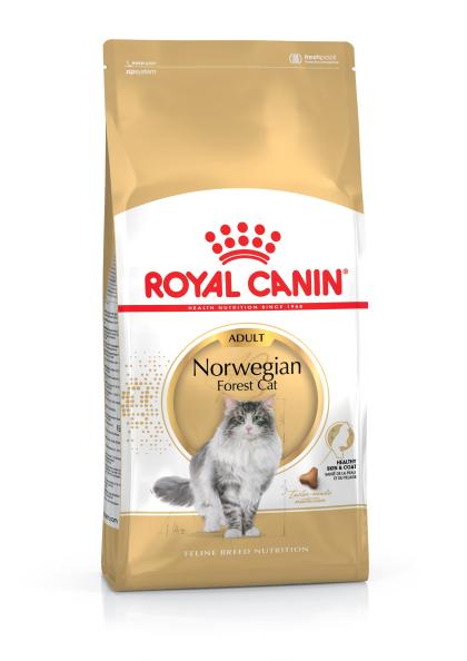 Norwegian Forest