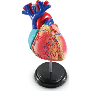 Modelo de anatomía del corazón