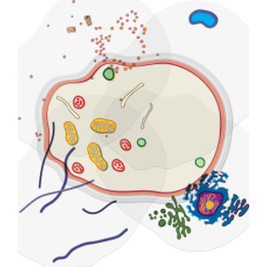 See-Through Animal Cell Builder
