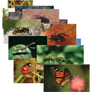 Insects & Bugs Real Life Learning Poster Card Set, Set of 14