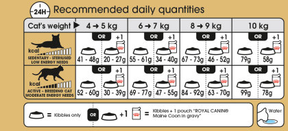 Maine Coon feeding guide