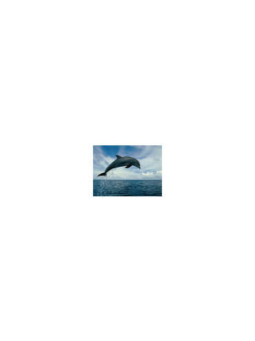 s--nJ_Ir1-C--/ksq3ujided6mgi4dlxvg.jpg