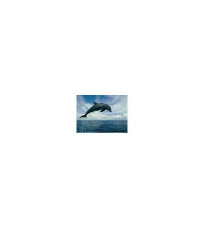 s--nJ_Ir1-C--/ksq3ujided6mgi4dlxvg.jpg