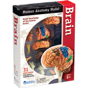 Modelo de anatomía cerebral, 31 piezas