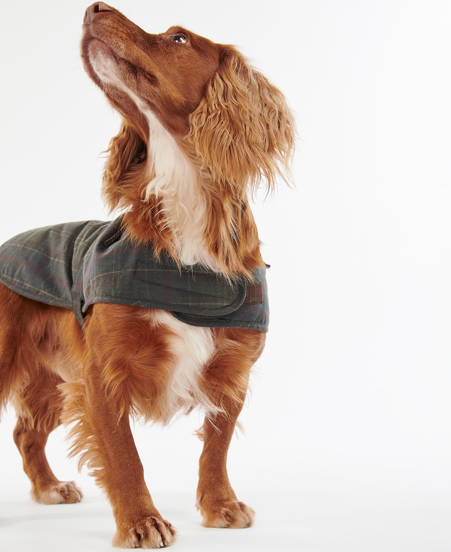 Hundemantel Tartan Wax image number 3