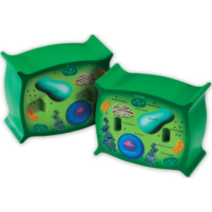 Cross-Section Plant Cell Model