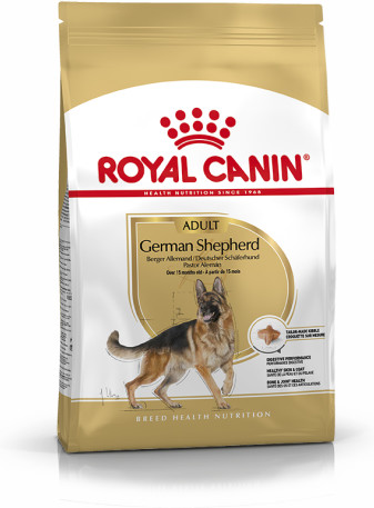 German Shepherd Adult