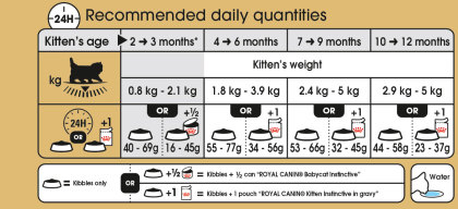 Persian Kitten feeding guide