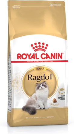 Ragdoll Adult