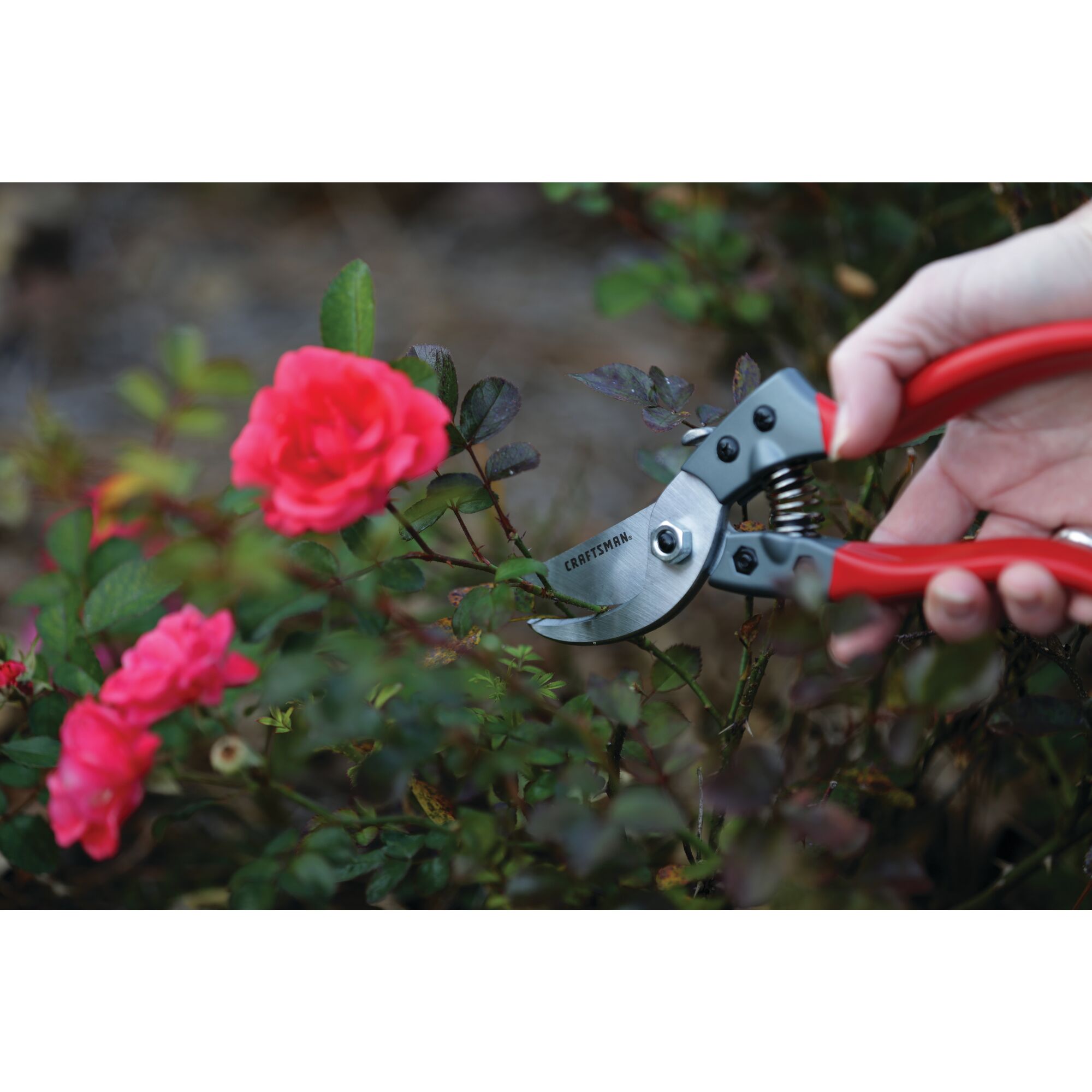 Aluminum bypass hand pruner being used by a person to prune a branch.