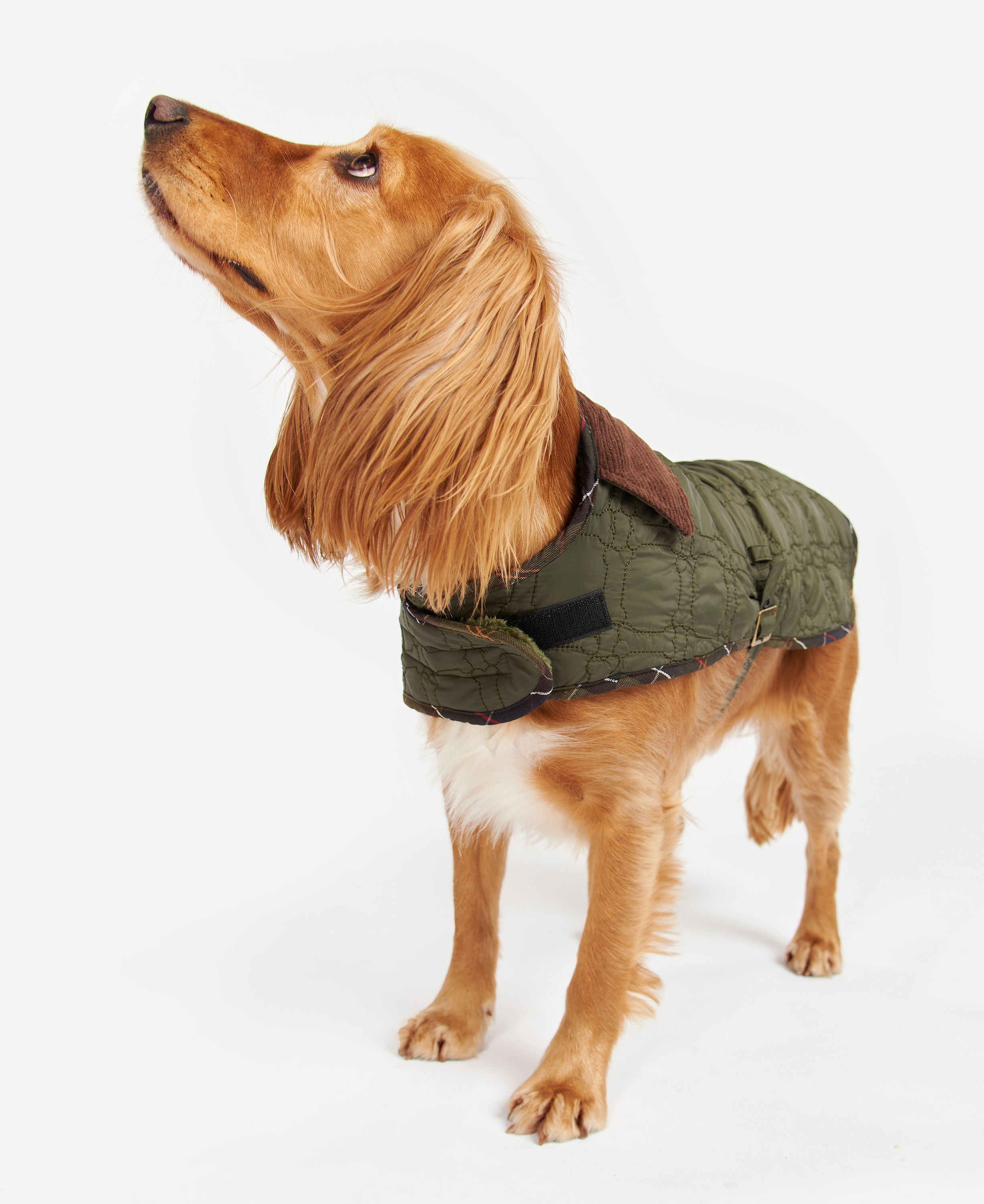Dog Bone Quilted Dog Coat image number 0