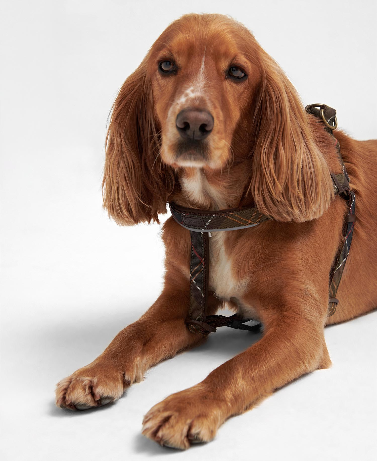5 Way Adjustable Dog Harness image number 2