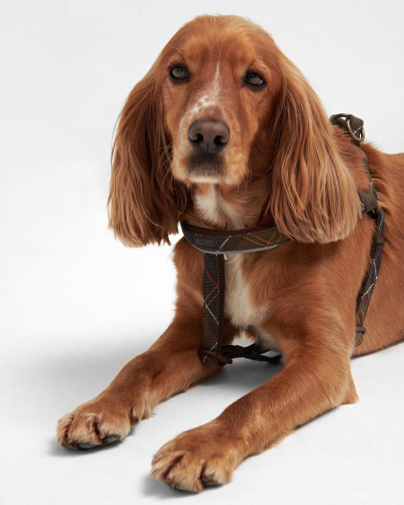 5 Way Adjustable Dog Harness