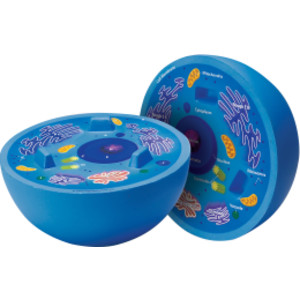 Cross-Section Animal Cell Model