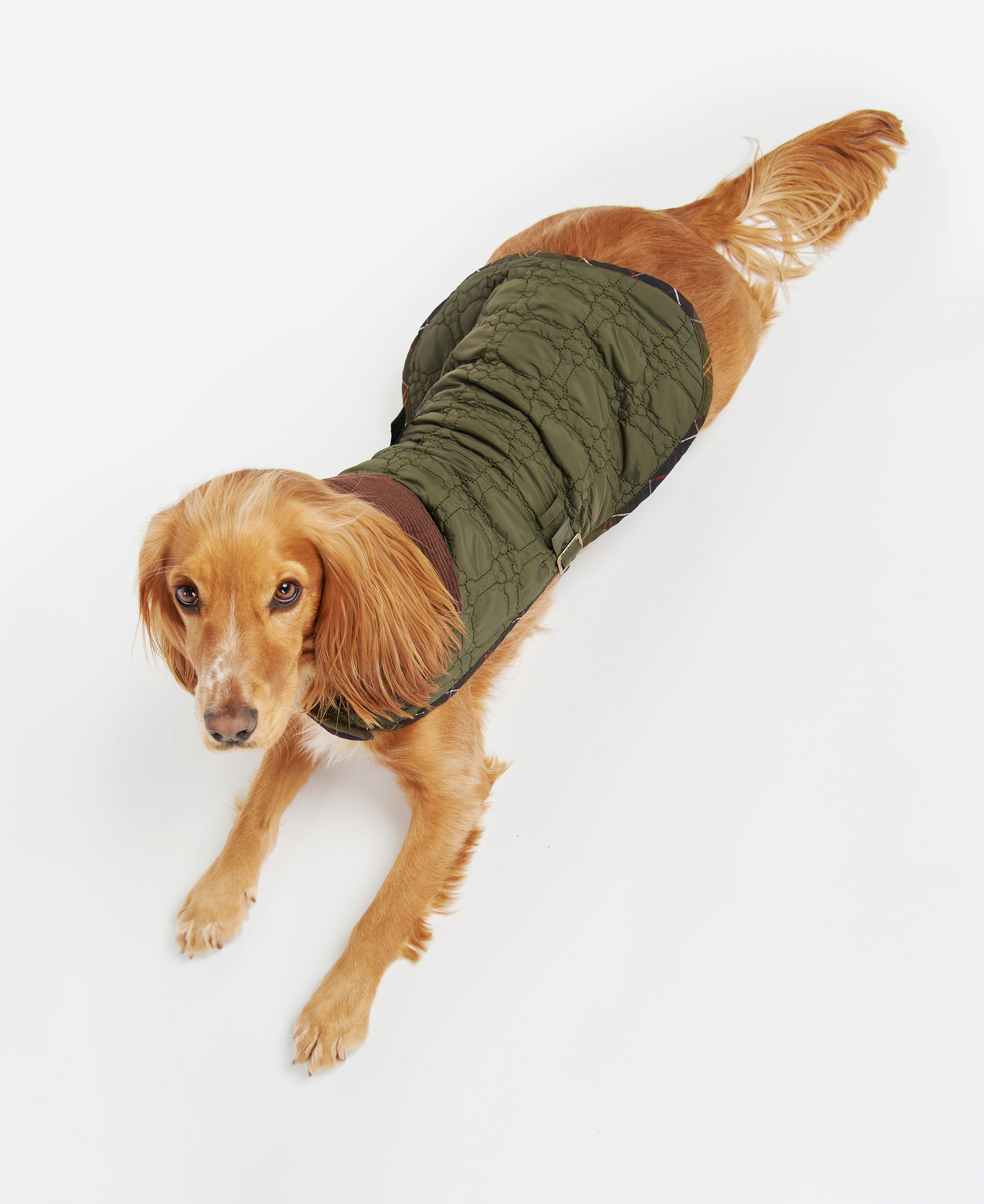 Dog Bone Quilted Dog Coat image number 1