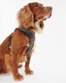 Tartan Dog Harness Classic Tartan