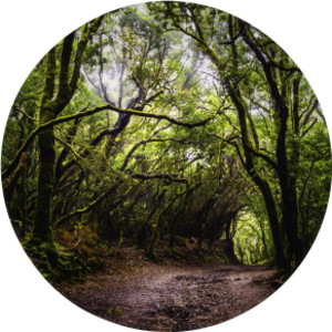 Forest Discovery Play Mat