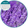 FREEA03611, Fresh Products, Eco-Air, Air Freshener, Fabulous