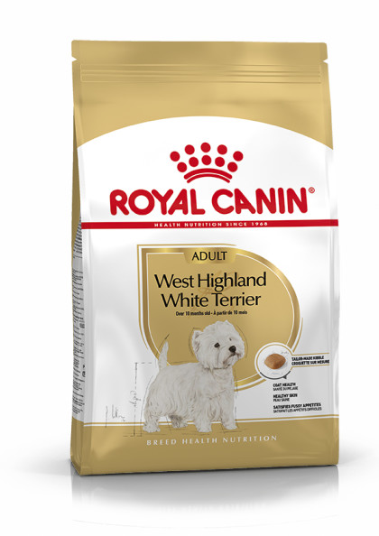 West Highland Terrier Adult