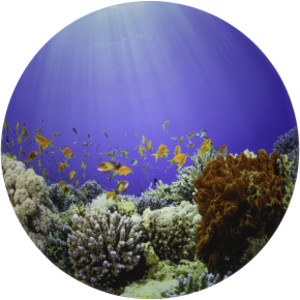 Under the Sea Discovery Play Mat