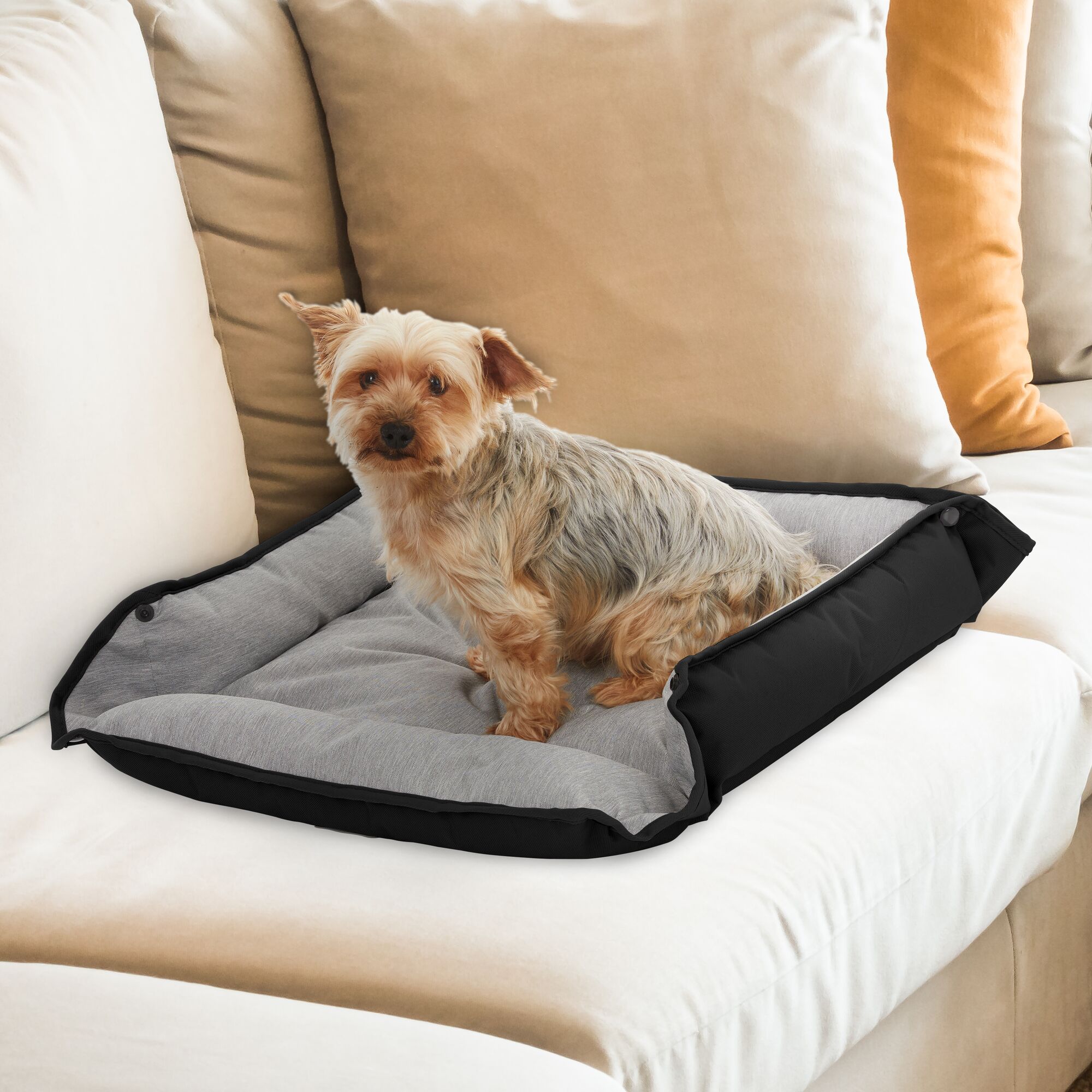 Yorkie dog sitting upon the BLACK+DECKER four sided plush dog bed, which is resting on top of a light colored sofa