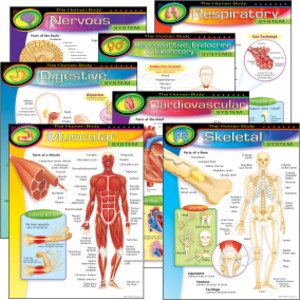 The Human Body Learning Charts Combo Pack, Set of 7