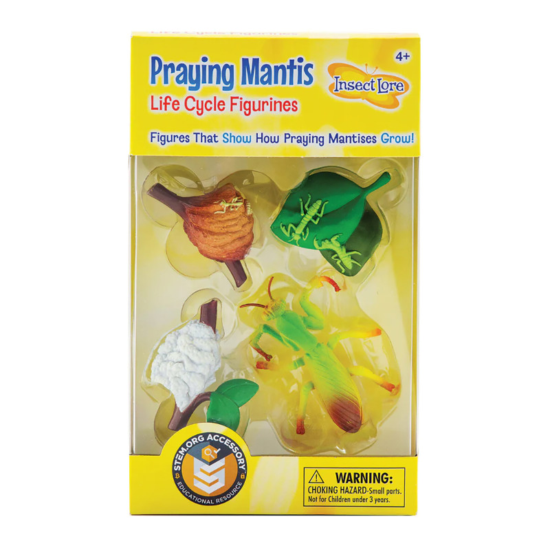 Praying Mantis Life Cycle Stages